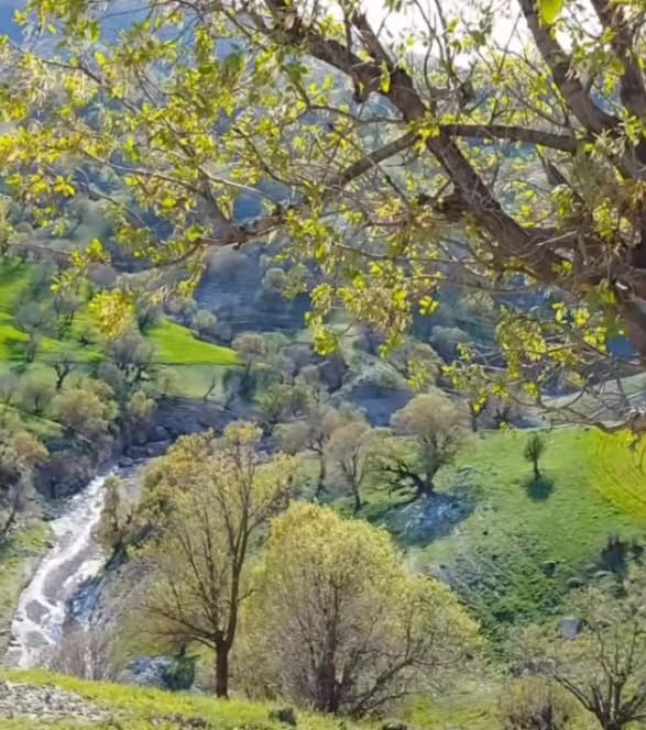 رضا نظری